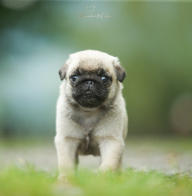 Les chiots de Carlin