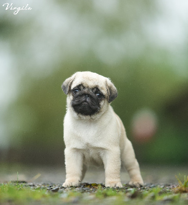 Les chiots de Carlin