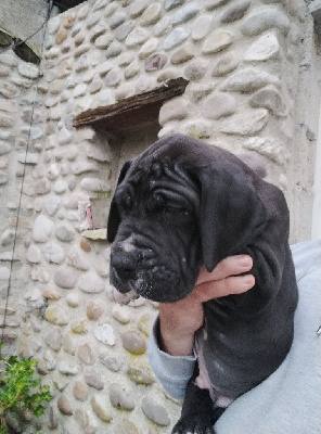 Les chiots de Dogue allemand