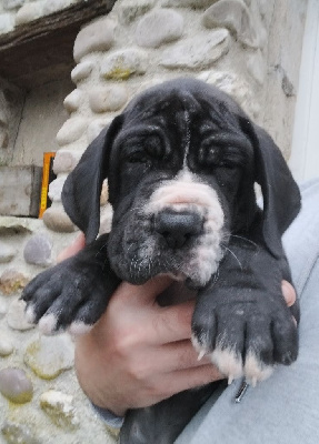 Les chiots de Dogue allemand