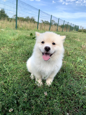 Les chiots de Chien finnois de Laponie