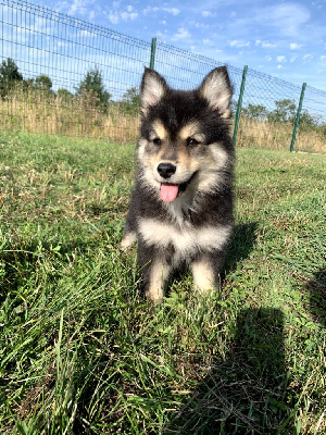 Les chiots de Chien finnois de Laponie