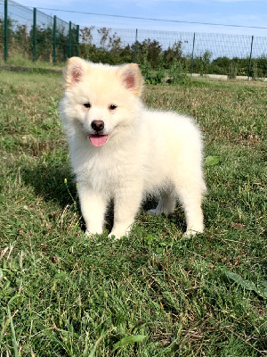 Les chiots de Chien finnois de Laponie