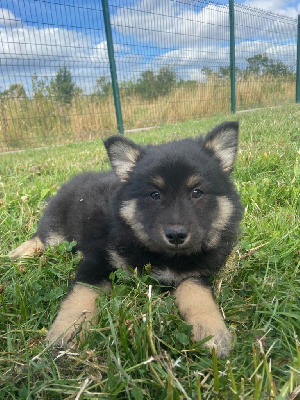 Les chiots de Chien finnois de Laponie