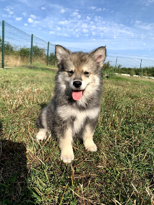 Les chiots de Chien finnois de Laponie