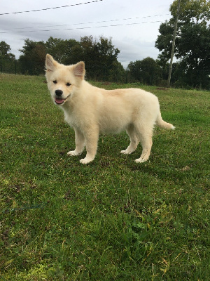 Les chiots de Chien finnois de Laponie