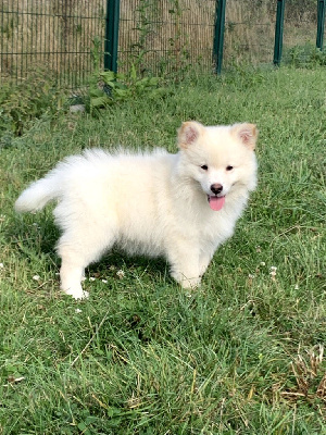 Les chiots de Chien finnois de Laponie