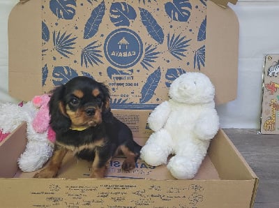 Les chiots de Cavalier King Charles Spaniel