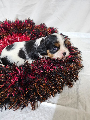 Les chiots de Cavalier King Charles Spaniel