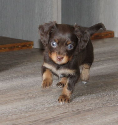 Les chiots de Russkiy Toy (Petit Chien Russe)