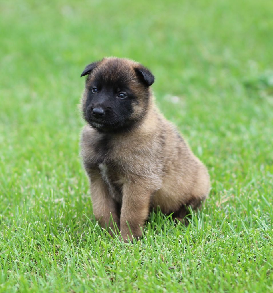 CHIOT collier bleu - Berger Belge