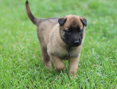 CHIOT collier jaune - Berger Belge