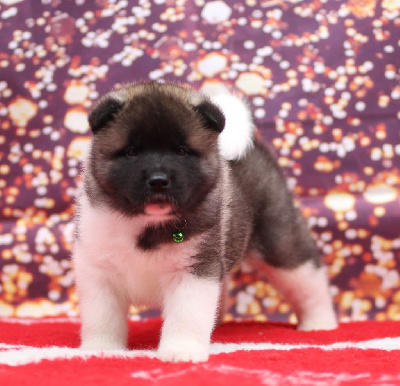 Les chiots de Akita americain