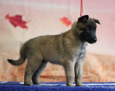 Les chiots de Berger Belge