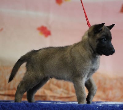 Les chiots de Berger Belge