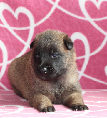 Les chiots de Berger Belge