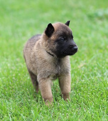 CHIOT collier noir - Berger Belge