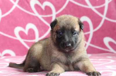 Les chiots de Berger Belge