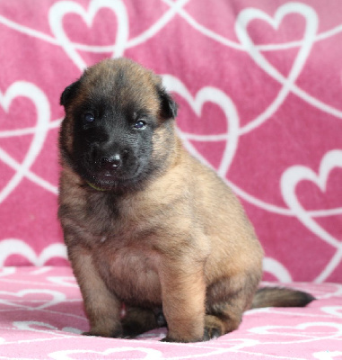 Les chiots de Berger Belge