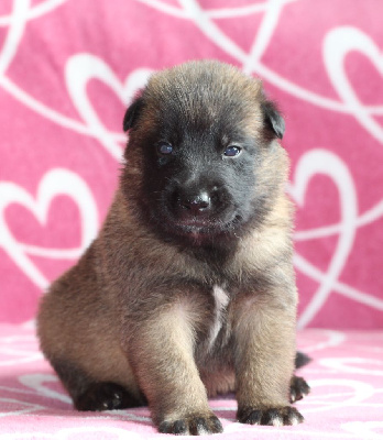 Les chiots de Berger Belge