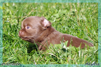 Les chiots de Chihuahua