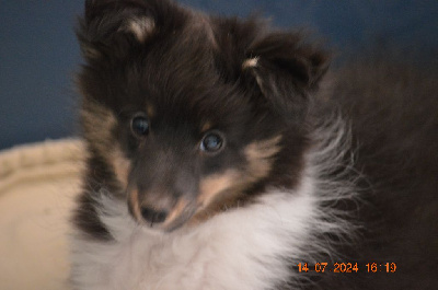 Les chiots de Shetland Sheepdog