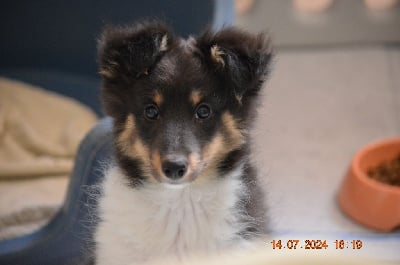 Les chiots de Shetland Sheepdog