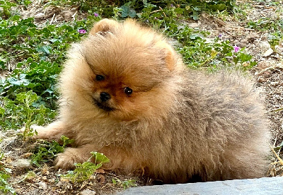 Les chiots de Spitz allemand