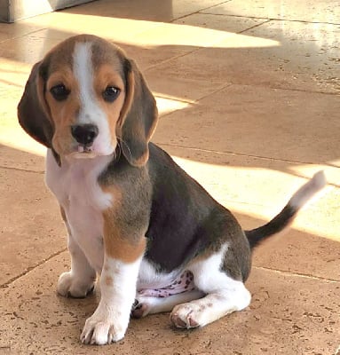 Les chiots de Beagle