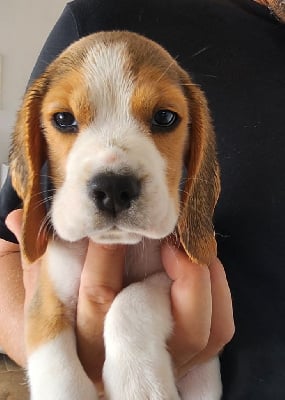 Les chiots de Beagle