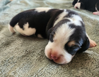 Les chiots de Beagle