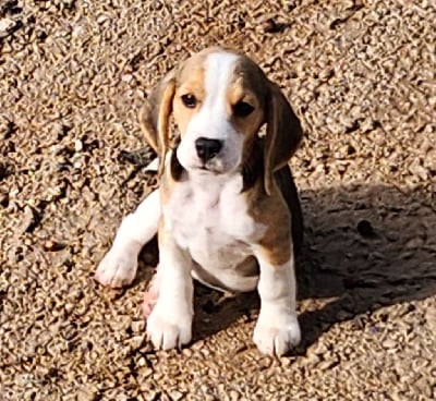 Les chiots de Beagle