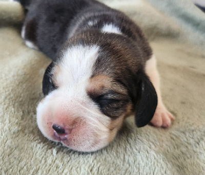 Les chiots de Beagle