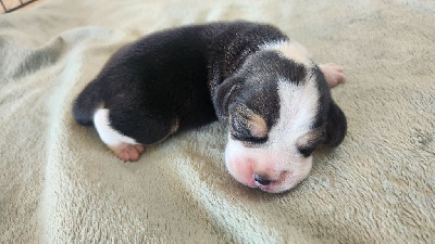 Les chiots de Beagle