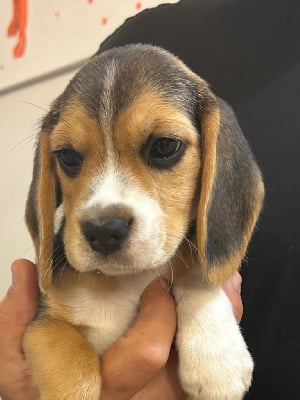 Les chiots de Beagle