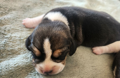 Les chiots de Beagle