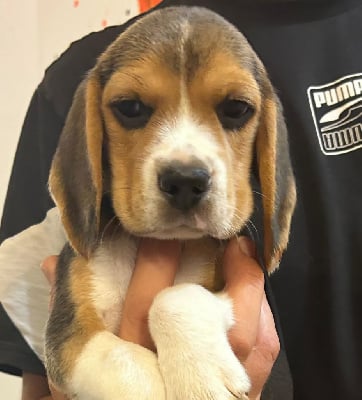 CHIOT 4 - Beagle