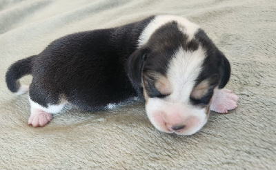 Les chiots de Beagle