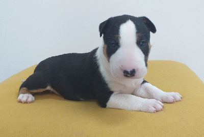 Les chiots de Bull Terrier