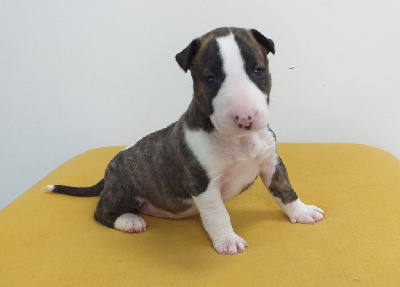 Les chiots de Bull Terrier