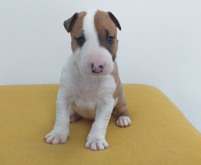 Fauve pan. Blanc - Bull Terrier