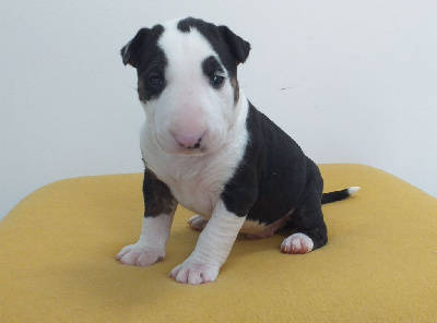 Les chiots de Bull Terrier