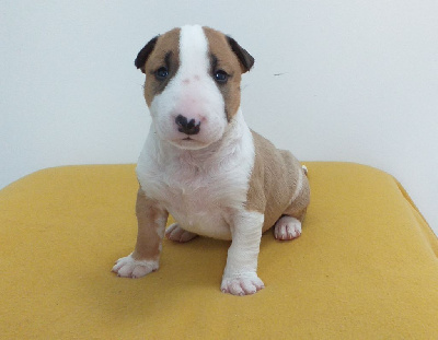 Les chiots de Bull Terrier