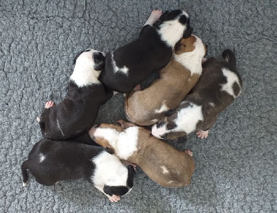 Les chiots de Bull Terrier