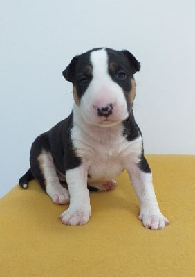 Les chiots de Bull Terrier