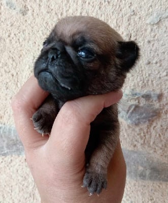 Les chiots de Carlin