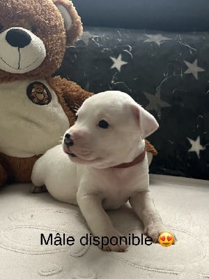 Les chiots de Staffordshire Bull Terrier