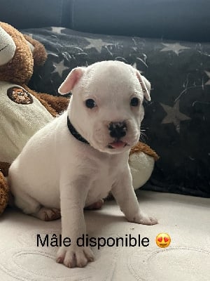 Les chiots de Staffordshire Bull Terrier