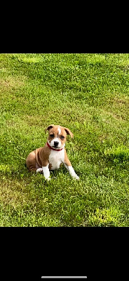 Les chiots de Staffordshire Bull Terrier