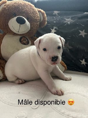 Les chiots de Staffordshire Bull Terrier